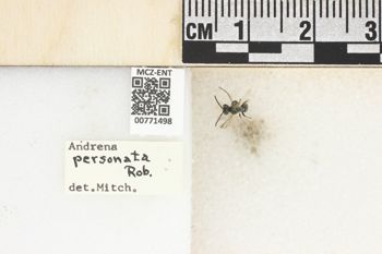 Media type: image;   Entomology 771498 Aspect: Labels